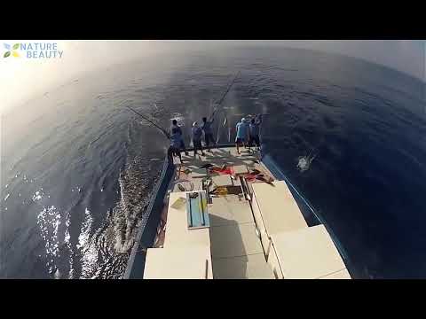 Amazing bluefin tuna fishing skill in the sea... ..... SUBSCRIBE FOR MORE