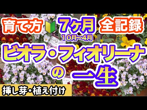 カリブ海の庭園にあるミルキーなトウダイグサ