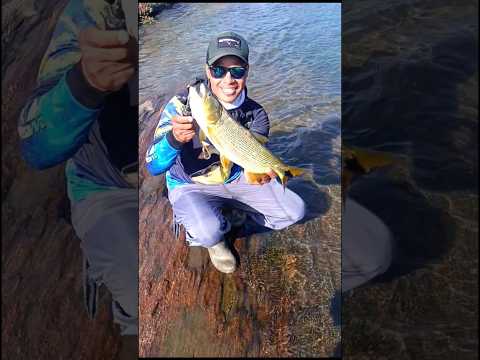 DOURADO DE SAPUCAIA (RJ) SENSACIONAL!#pescariadedourado #dourado #pesca #pescaria #viralshorts #fish