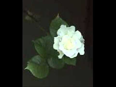 Baltā roze nozied dārza malā