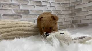 ハーフ犬の動画01