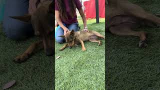 Video preview image #1 Rat Terrier-Unknown Mix Puppy For Sale in Pasadena, CA, USA