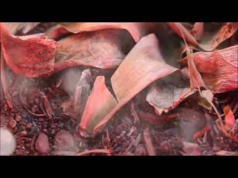 Insects A Short Film