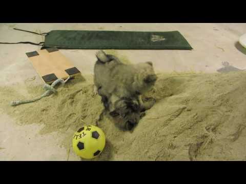 DaQela's Skovtrolde dag 57 nr. 2