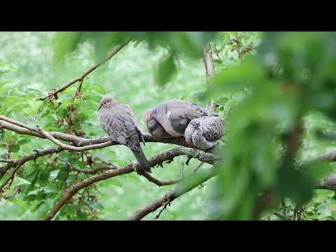 Family of Mourning Doves While It Rains