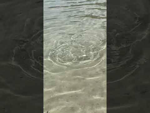 Feeding fish with bread