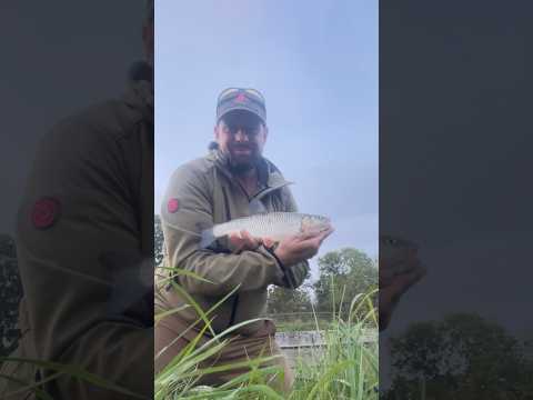 Cheese paste for Chub. #chubfishing #fishing #chubbait #riverfishing #korum #drennanspecialist