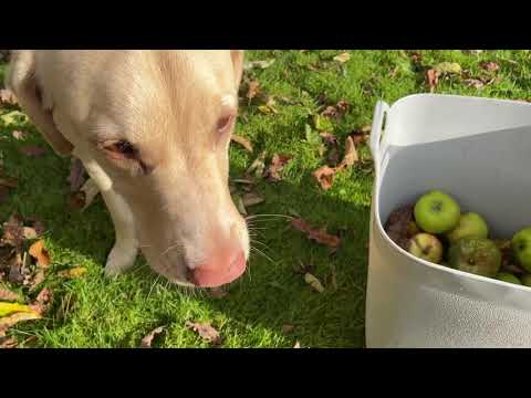 Olive and Mabel - The Inconstant Gardener.