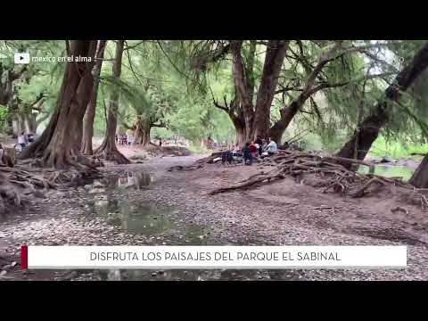 Disfruta los paisajes de El Sabinal en Aguascalientes. #MéxicoViBE