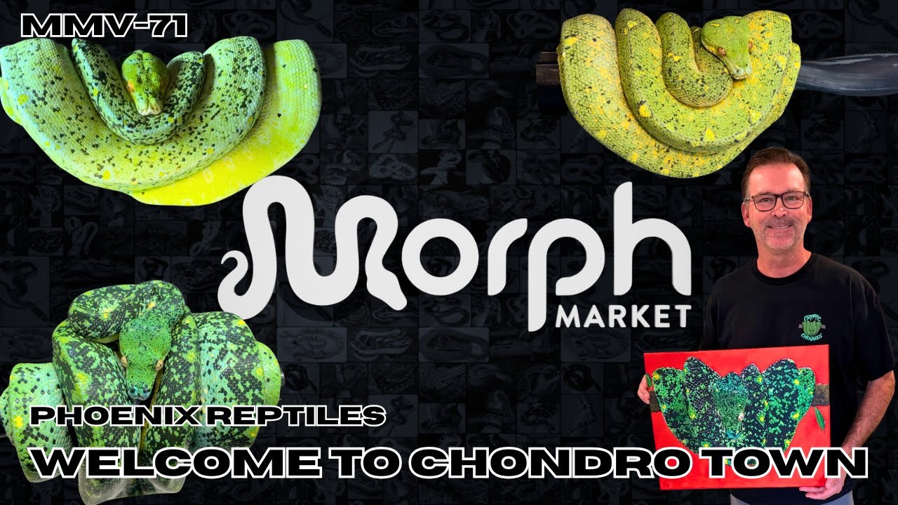 Most Expensive Green Tree Pythons In The World | Part 1