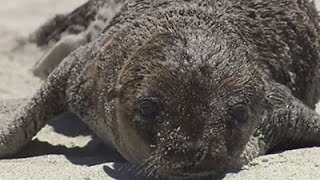 Starving Sea Lion Pups Stranding on Calif. Coast