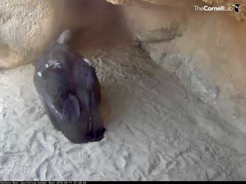 Condor Chick #923 Makes A Quick Trip To The Nest Cavity – Sept. 11, 2018