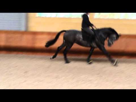 Gestüt Fohlenhof Haßloch - Hengst Charleston