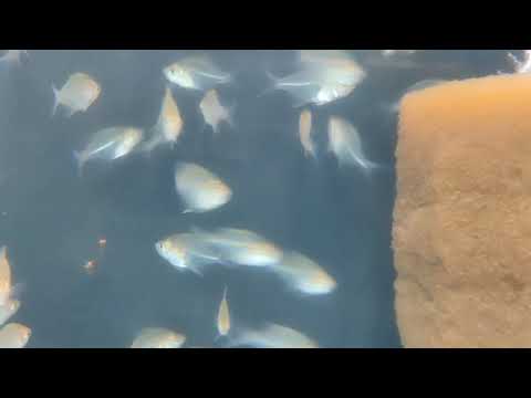 Piscicultura Bianco, Paicandu PR 