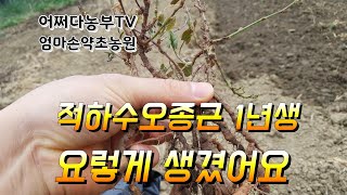 적하수오종근 1년생 입니다