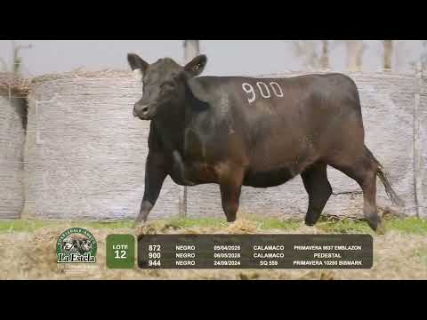 LOTE 12