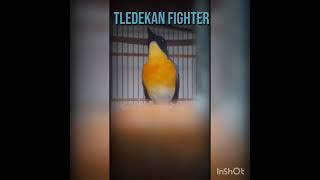 Download lagu TLEDEKAN GUNUNG NGALAS SUPER MEWAH #PANCINGAN TLEDEKAN MUDA mp3 Download lagu TLEDEKAN GUNUNG NGALAS SUPER MEWAH #PANCINGAN TLEDEKAN MUDA mp3