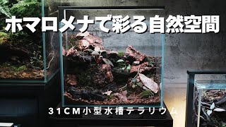 ホマロメナで彩る自然空間｜31cm小型水槽テラリウム制作