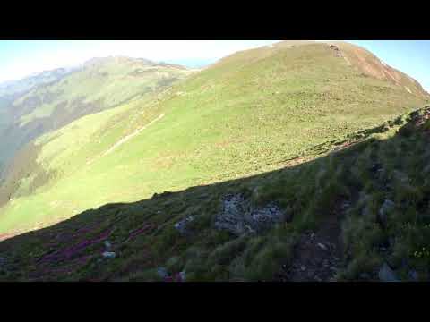 Bujori de munte, Muntii Rodnei.