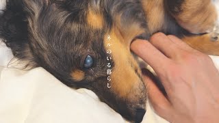 【朝活？】まだうとうとする愛犬を眺める朝。 | 犬のいる暮らし