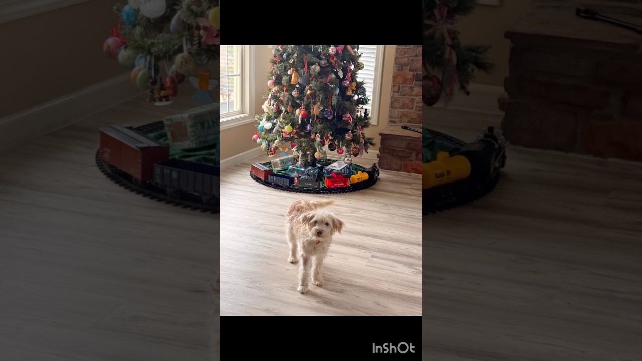 Enlarge Winnie , a ADOPTABLE mixed breed in Gainesville, VA video 3/6