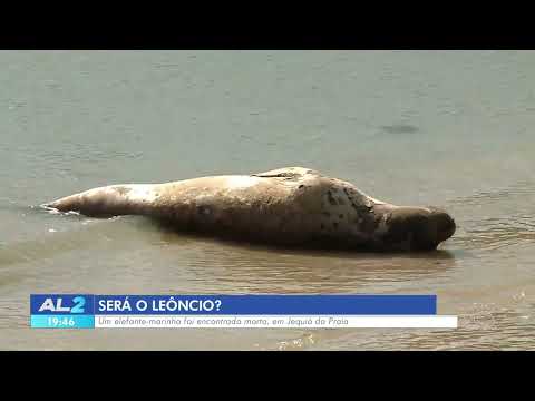 Elefante-marinho é encontrado morto em Jequiá da Praia - 31/03/2026