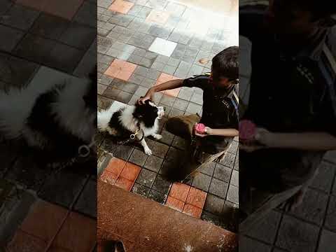 #kunjan #doglover #friends #pet #petlover