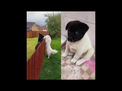 VVHITE BOY - RAP NO MORE (2017)