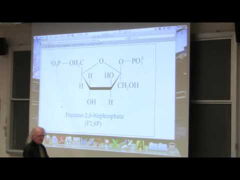 #27 Biochemistry Lecture (Gluconeogenesis) from Kevin Ahern's BB 350