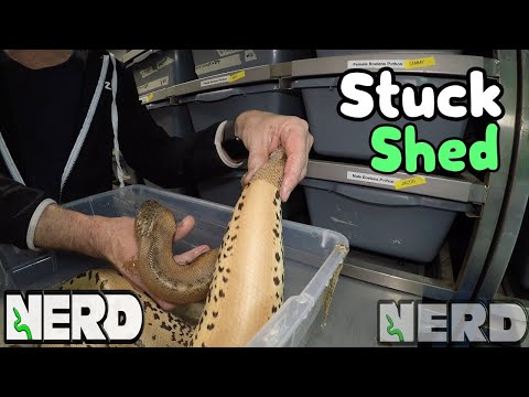 download lagu mp3 mp4 Shed Its Nerdy Image, download lagu Shed Its Nerdy Image gratis, unduh video klip Shed Its Nerdy Image