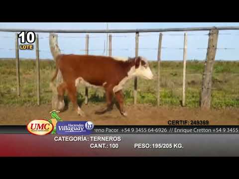 Lote 100 Terneros en Ituzaingó, Corrientes
