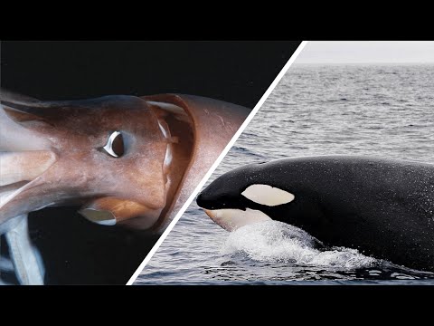 Giant Squid Vs Orca - Who Would Win? / Documentary (English/HD)