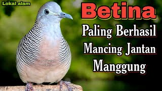 Download lagu Perkutut betina gacor memanggil jantan paling berhasil memancing perkutut jantan bunyi mp3