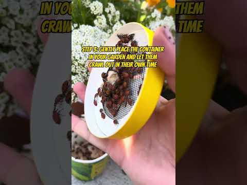 3 easy steps to releasing ladybugs the right way.