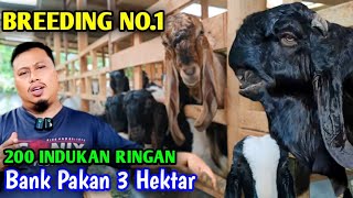 Download lagu BANGKRUT Beternak Ayam, Kini jadi Peternak Kambing Yang Besar Dan Sukses mp3 Download lagu BANGKRUT Beternak Ayam, Kini jadi Peternak Kambing Yang Besar Dan Sukses mp3