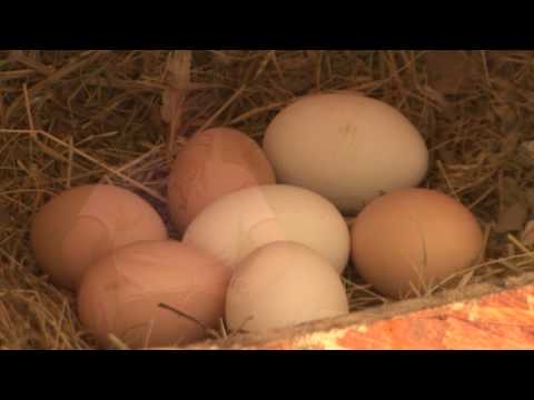 Agro panorama ep. 160  28.07.2017.