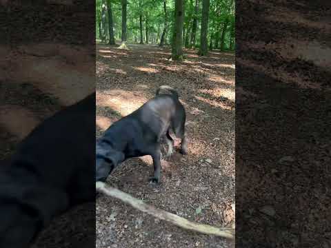 Cane Corso Kira and Mihai