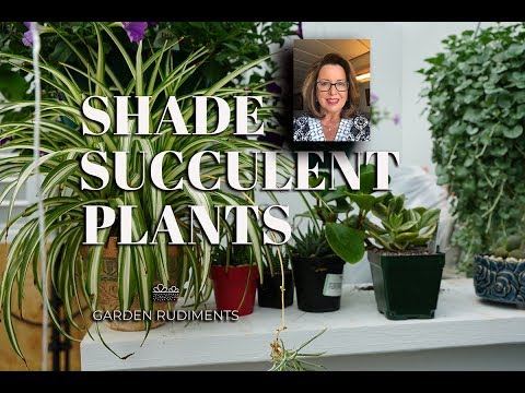 download lagu mp3 mp4 Indoor Succulents That Like Shade, download lagu Indoor Succulents That Like Shade gratis, unduh video klip Indoor Succulents That Like Shade