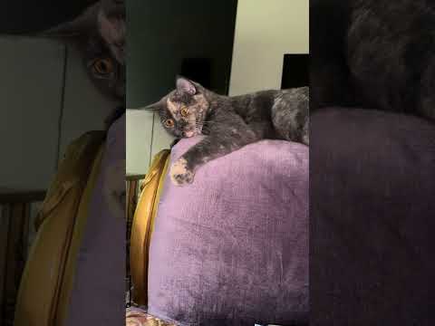 Luka wants to relax😎