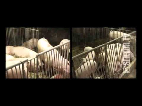 Zakład Aktywności Zawodowej Mikołów - Borowa Wieś