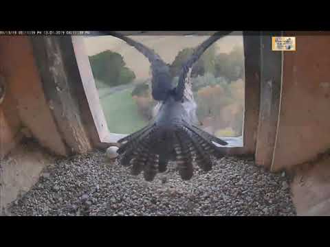 Orange A-Diamond is long in nest,departure,Xavier arrived at  moment,Diamond for night -2019 0113