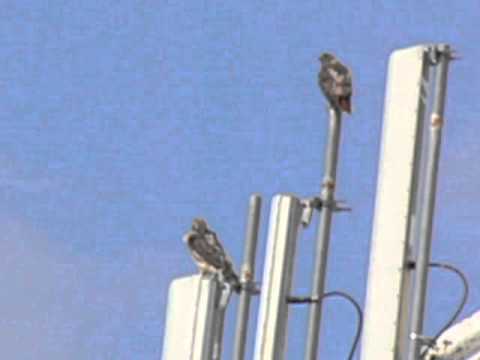 7 21 2013 cornell water tower hawks, probably game farm rd pair, not big red & ezra