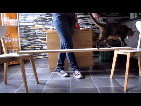 Clickertraining mit Katzen: Cat Agility