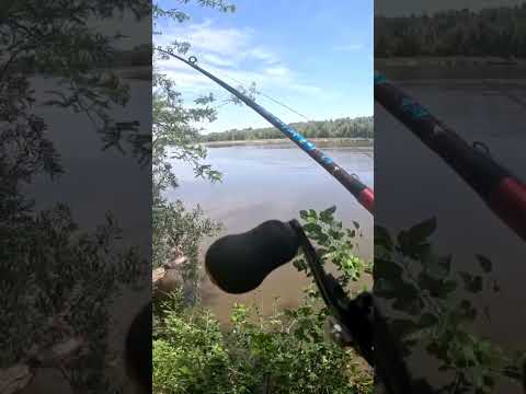 Pesca y Cocina en los Gomez, Tucumán #pesca #pescaycocina #dorados #pescaydevolucion #fishing