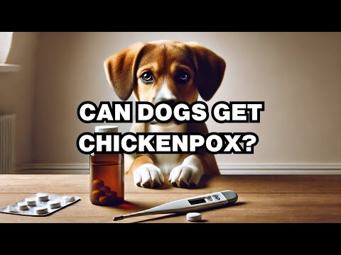 Can A Dog Get Chickenpox