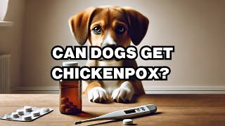 Can Dogs Get Chickenpox Explained