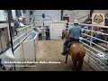 Fort Smith Horse Mule Sale Moffett Oklahoma
