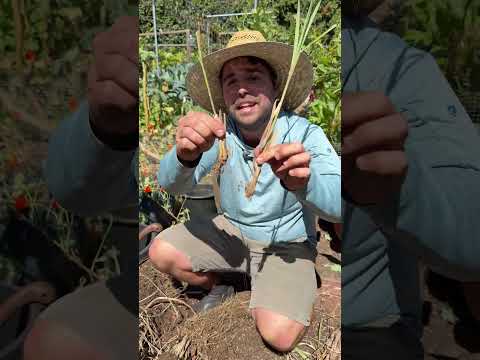 Your lemongrass needs a machete…