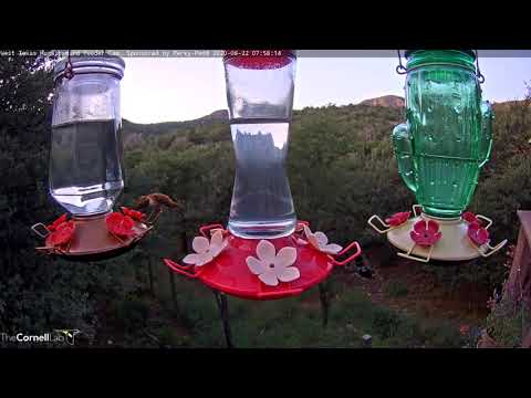 Male Rufous Hummingbird Stakes His Claim In West Texas – Sept. 22, 2020
