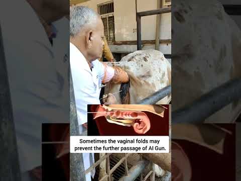 how to do artificial insemination in cow step-by-step explained | prof GNP